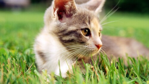 cats1 0997