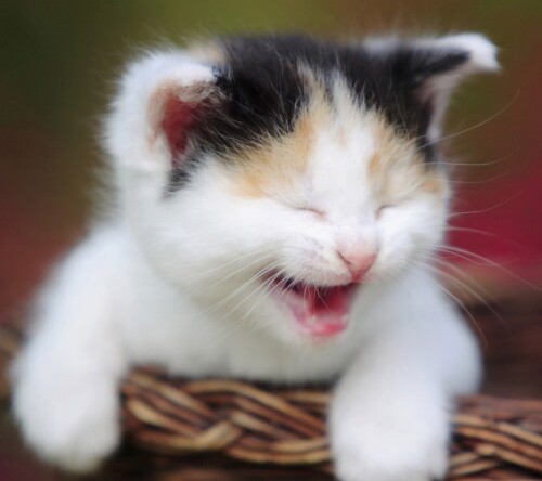 cats1 0999