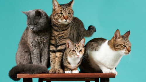 cats1 1018