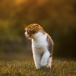 cats1_1022