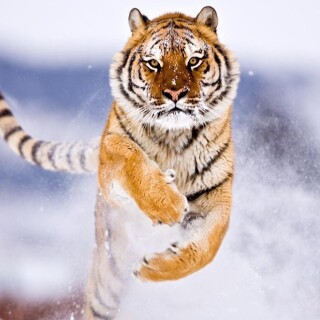 cats1_1026