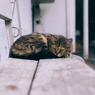 cats1_1034