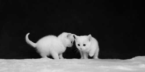 cats1 1042