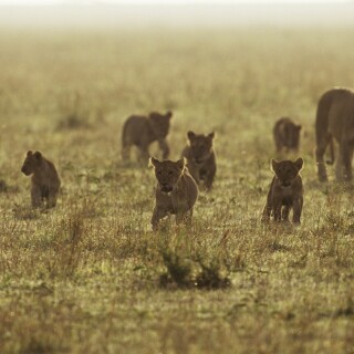 cats1_1047