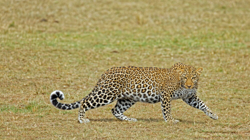 cats1 1054