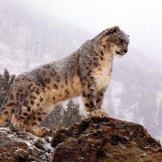 cats1_1055