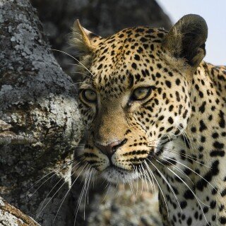 cats1_1062