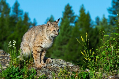 cats1 1069