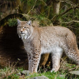 cats1_1073
