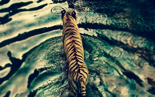 cats1_1074.jpg