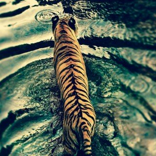 cats1_1074