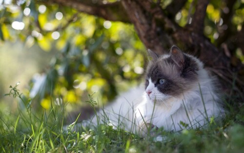 cats1 1076