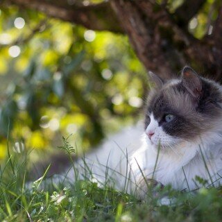 cats1_1076