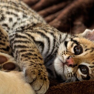 cats1_1085