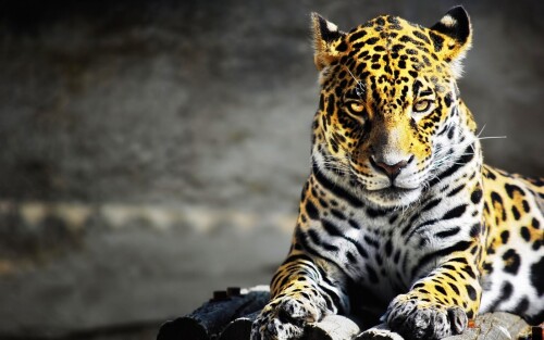 cats1 1086