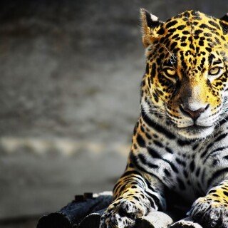 cats1_1086