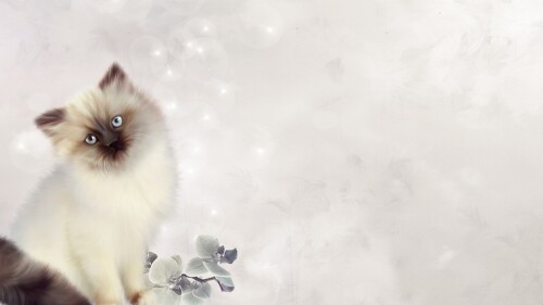 cats1 1088