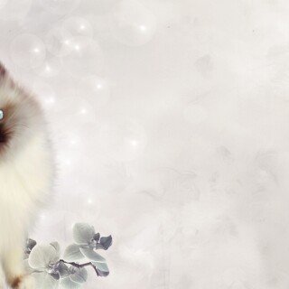 cats1_1088