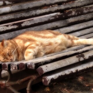 cats1_1091