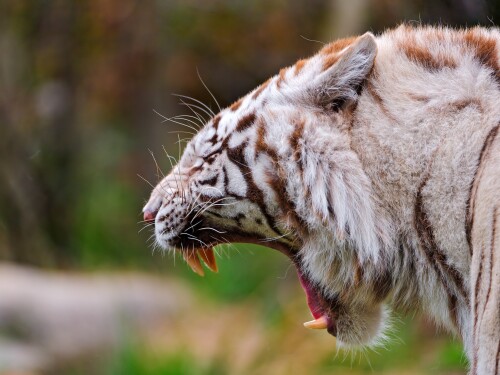 cats1 1093