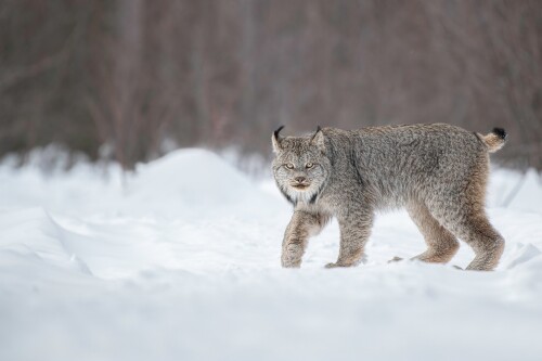 cats1 1094