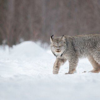 cats1_1094