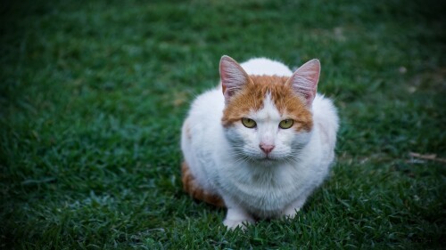 cats1 1100