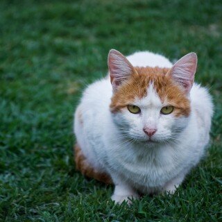 cats1_1100
