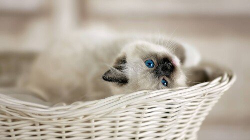 cats1 1109