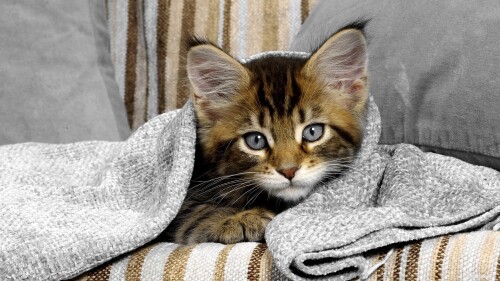 cats1 1118