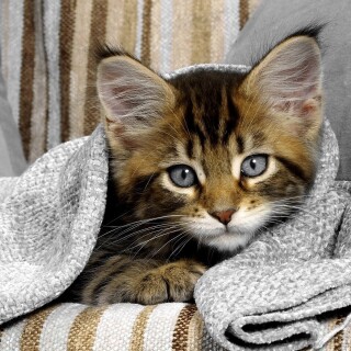 cats1_1118