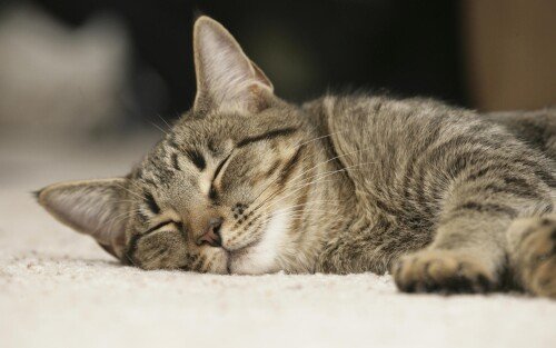 cats1 1123