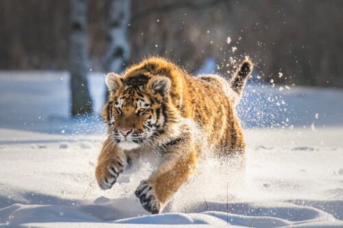 cats1 1125