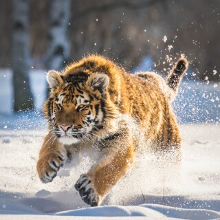 cats1_1125