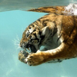 cats1_1150