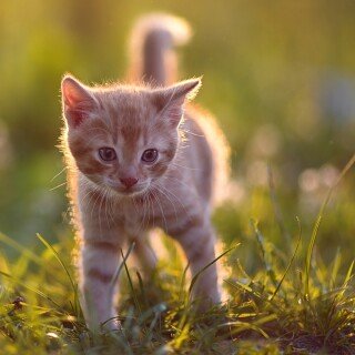 cats1_1171
