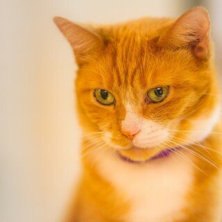 cats1_1178