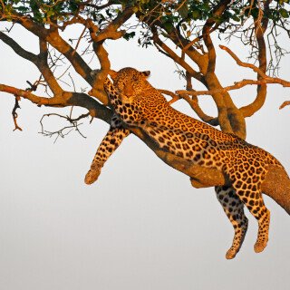 cats1_1182