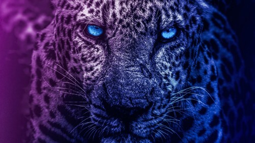 cats1 1189
