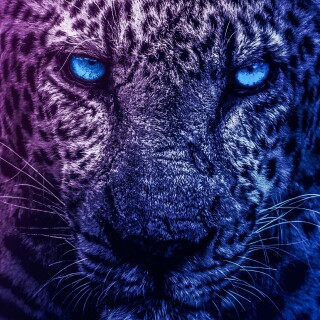 cats1_1189