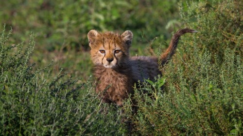 cats1 1204