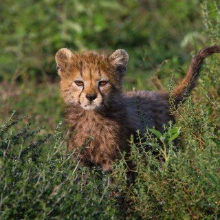 cats1_1204