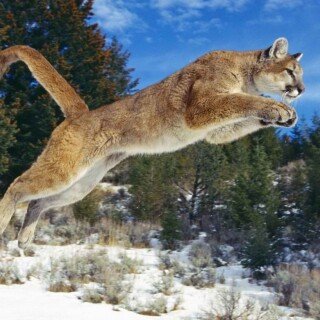 cats1_1219