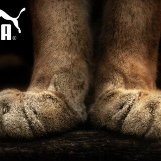 cats1_1220