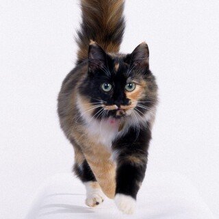 cats1_1226