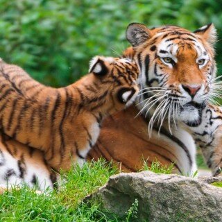 cats1_1232