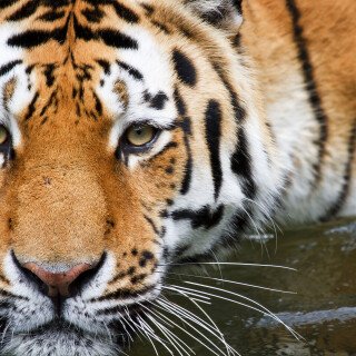 cats1_1246