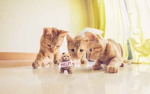 cats1 1250