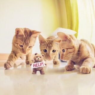cats1_1250