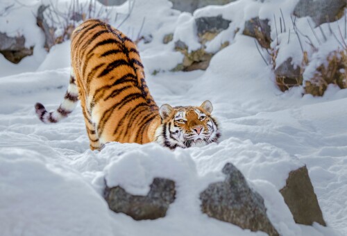 cats1 1254